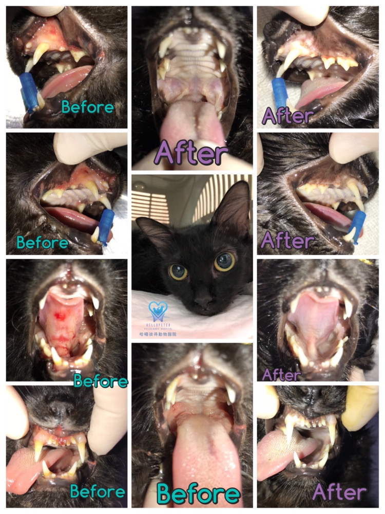 貓口炎造成牙齦與舌面紅腫潰瘍的治療前後對照影像
