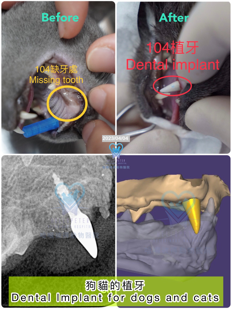 犬上顎104缺牙處與植牙完成後臨床及X光對照影像